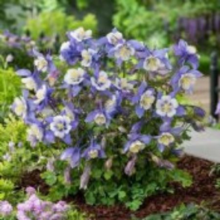 Picture for category Blue Flowering Perennial Plants