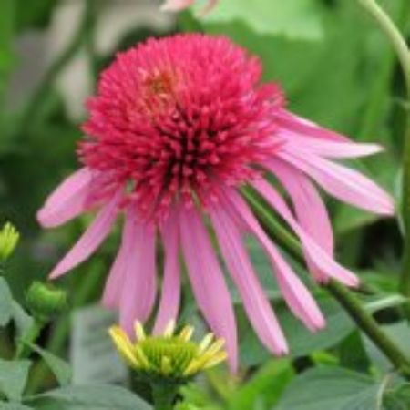 Picture for category Pink Flowering Perennials