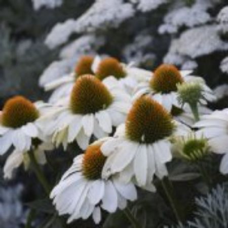 Picture for category White Flowering Perennial Plants