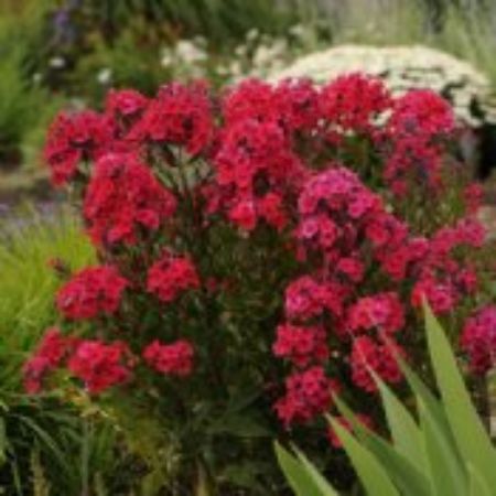 Picture for category Red Flowering Perennials