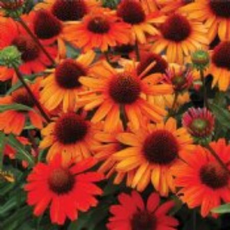 Picture for category Orange Flowering Perennials