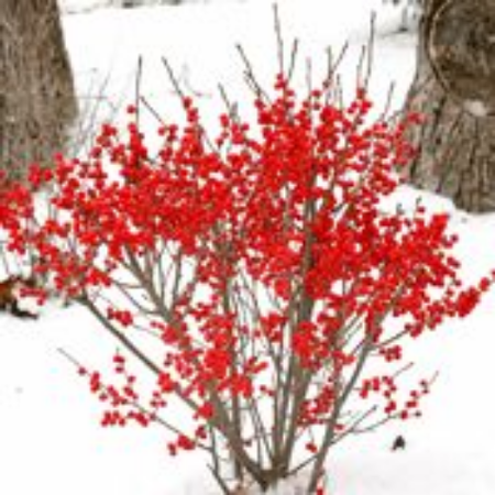 Picture for category Winterberry 