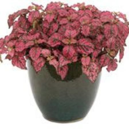 Picture for category Hypoestes Plants (Polka Dot Plant)