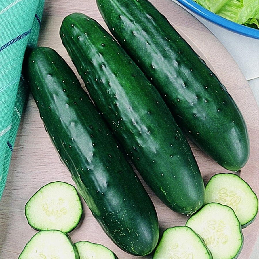 Fanfare Cucumber Plant, high yield, disease resistant