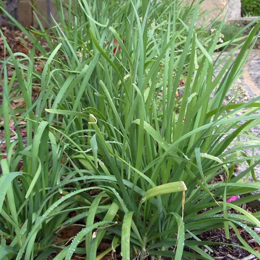 Garlic Chive Herb Plant is clumping with tall, slender green blades, bee friendly, butterfly friendly