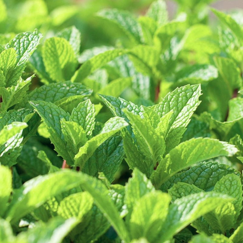 Peppermint Mint Herb Plant has dark stems with pointed green leaves, and is deer resistant and heat tolerant