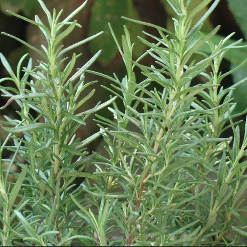 Rosemary Herb Plant has woody stems and needle-like green leaves, and is drought tolerant and pollinator friendly