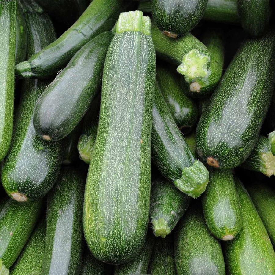 Spineless Beauty Squash Plant, indeterminate variety, high yield