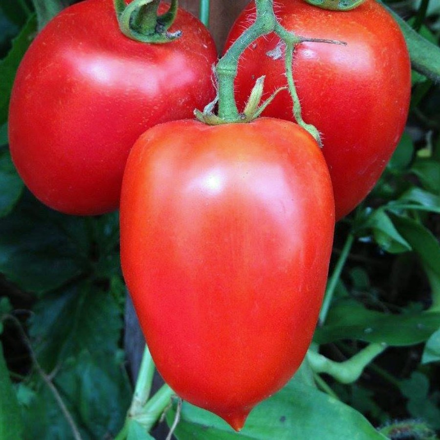 The Amish Paste Tomato Plant produces large, deep-red, oxheart-shaped tomatoes, ideal for sauces and pastes in vegetable gardens.