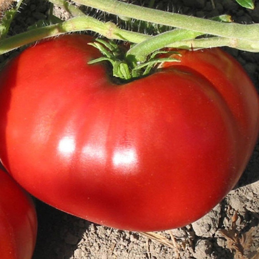 Delicious Tomato Plant, wilt resistant, indeterminate variety