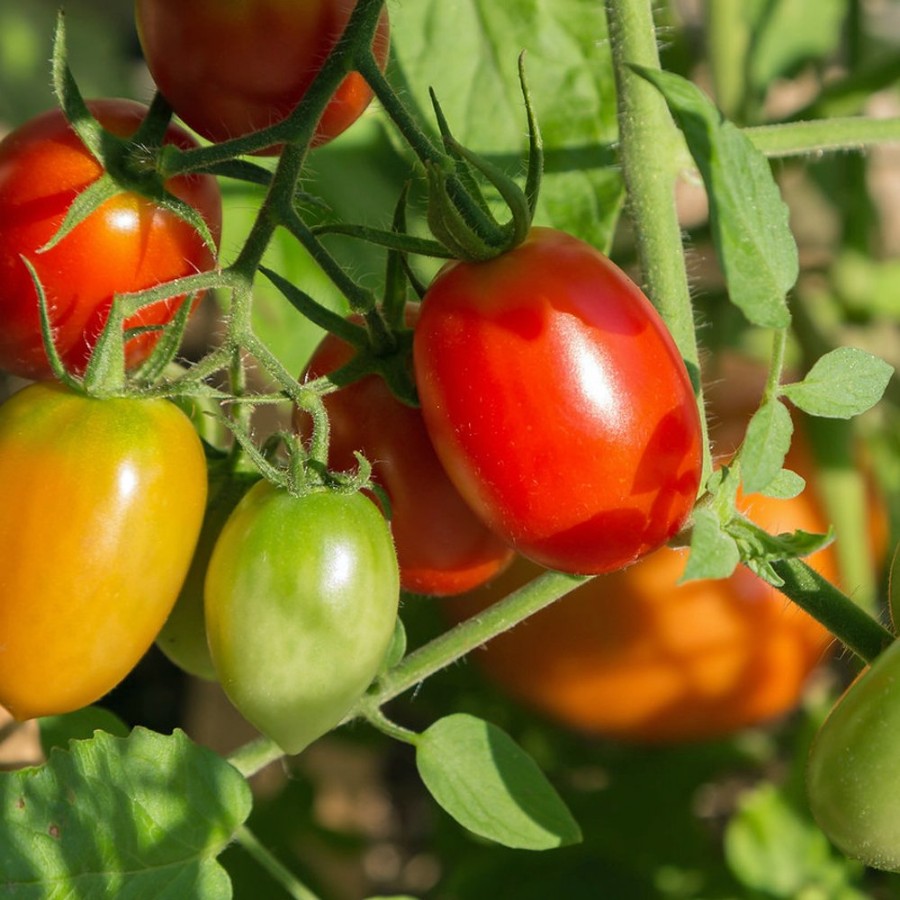 Roma Tomato Plant, heirloom variety, disease resistant, canning tomato