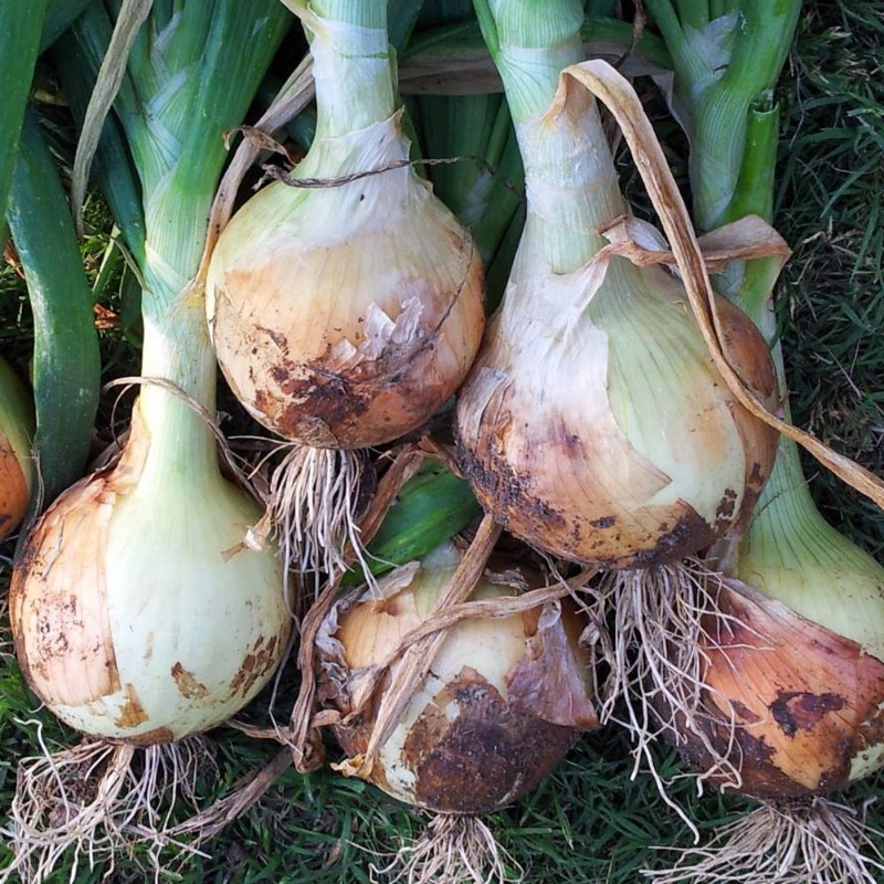 Picture of Texas 1015Y Super Sweet Onion Plant