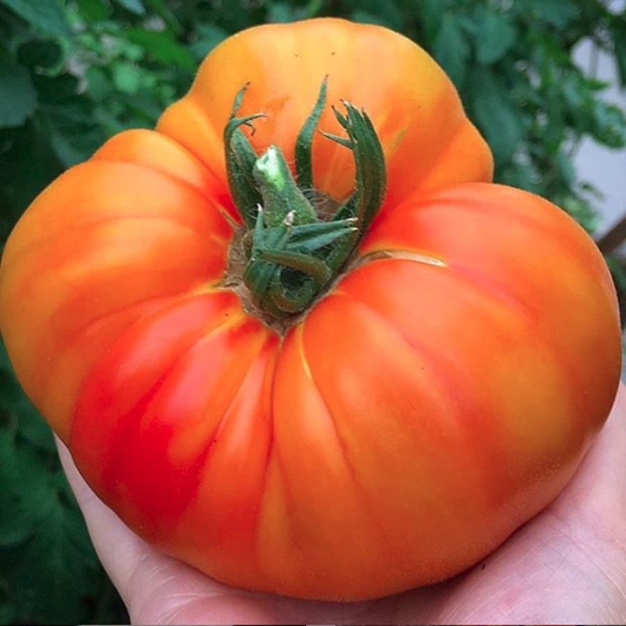 Pineapple Tomato Plant, heirloom, indeterminate, sweet flavor, red-orange fruits