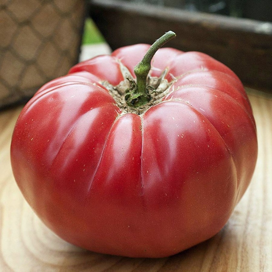 Caspian Pink Tomato Plant, heirloom variety, self-pollinating