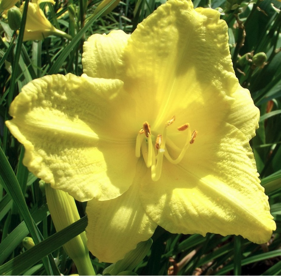 Picture of Happy Returns Hemerocallis Plant