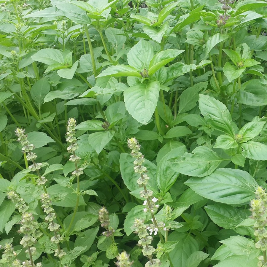 Lemon Basil Herb Plant has a light, airy structure with pointed leaves, pollinator friendly, fragrant