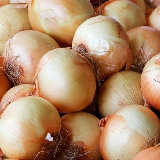 Picture of Yellow Sweet Spanish Onion Plant
