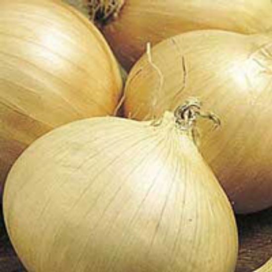 Picture of Walla Walla Onion Plant