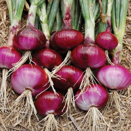 Picture of Red Burgundy Onion Plant