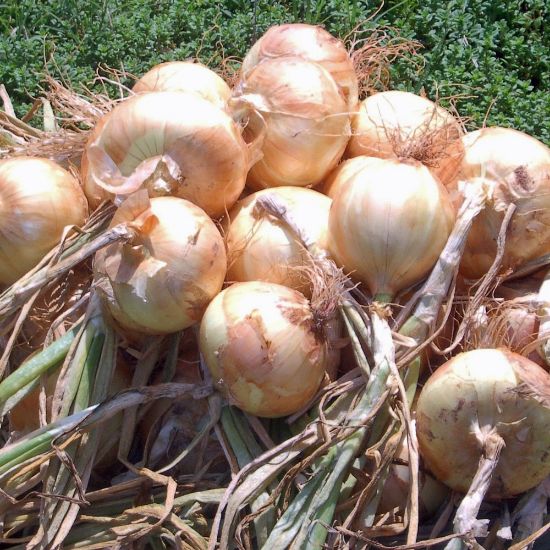 Picture of Yellow Granex Onion Plant