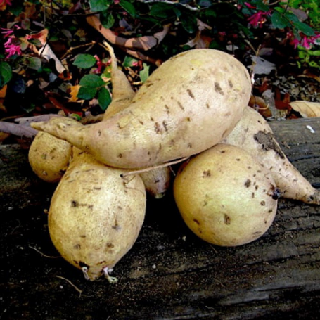 Picture of Nancy Hall Sweet Potato Plant
