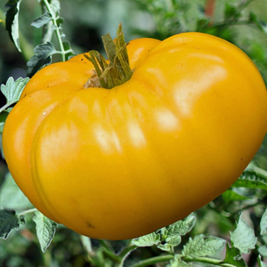 The Brandywine Yellow Tomato Plant is a heirloom, beefsteak variety that produces large, yellow fruits great for slicing