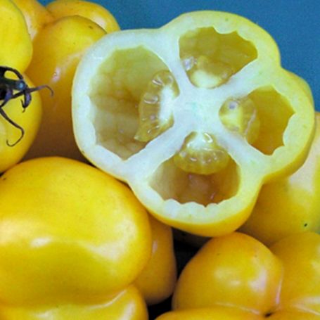 Picture of Yellow Stuffer Tomato Plant