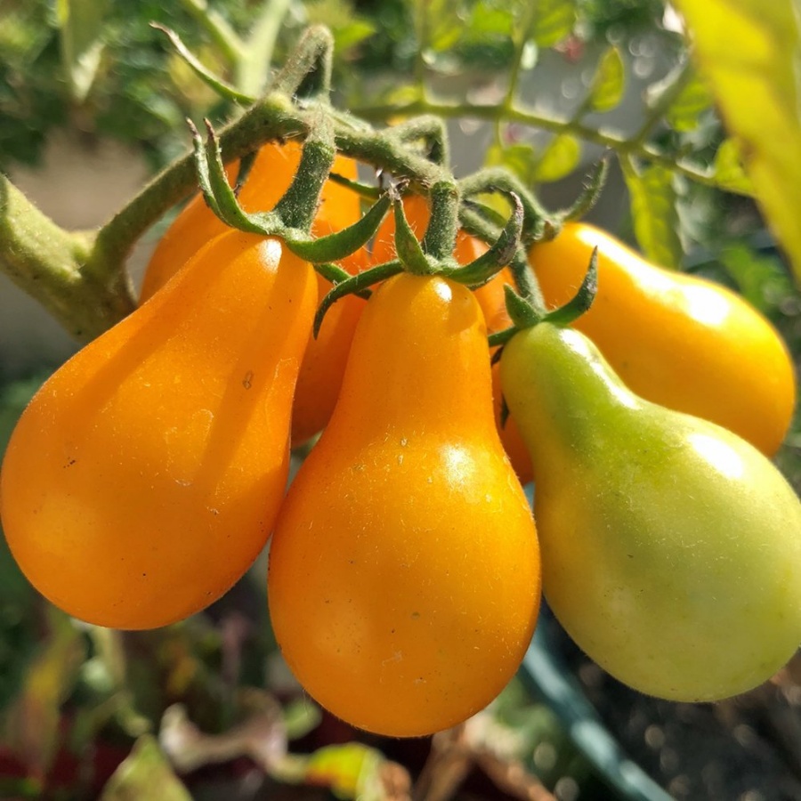 Yellow Pear Tomato Plant, disease resistant, heirloom variety