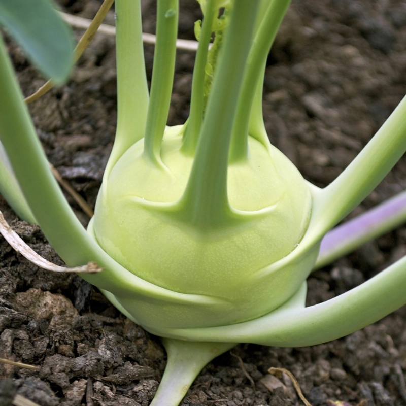 Picture of White Vienna Kohlrabi Plant