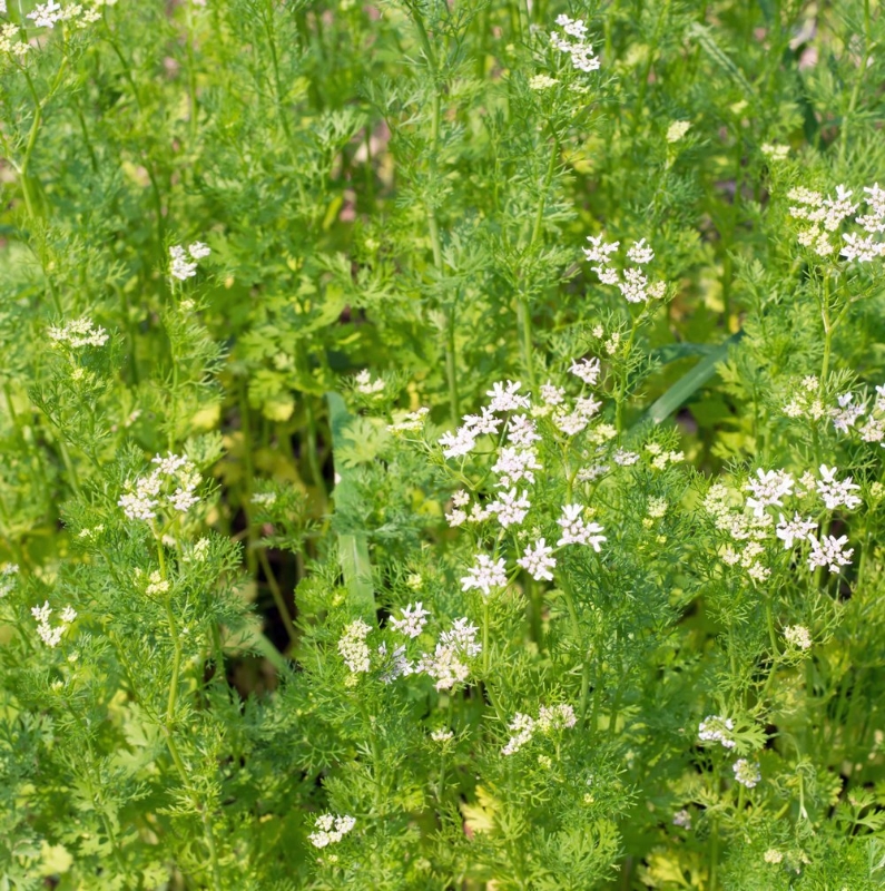 Fernleaf Dill Herb Plant has an airy, delicate look with feathery green fronds and is deer resistant and pollinator friendly.