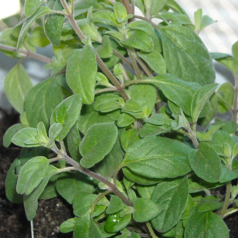 Sweet Marjoram Herb Plant has soft, trailing stems with oval leaves, and is bee friendly and deer resistant