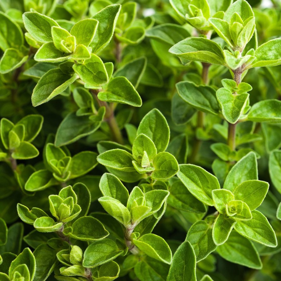 Italian Oregano Herb Plant has spreading stems with oval, green leaves, pollinator friendly, drought tolerant