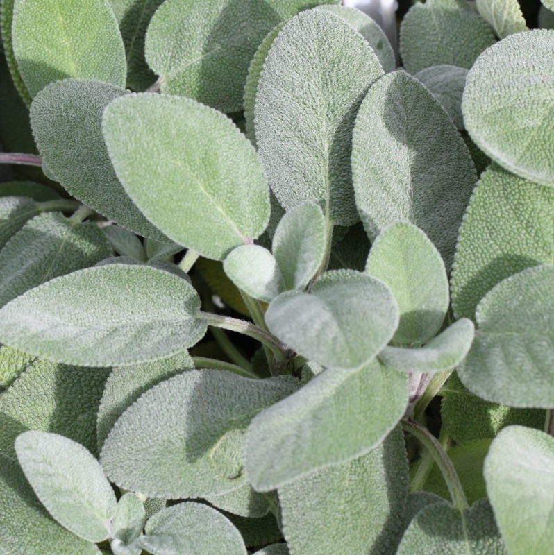 Berggarten Sage Herb Plant, deer resistant, bee friendly, drought tolerant