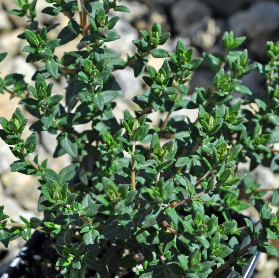 French Thyme Herb Plant is dense and small with green leaves, deer resistant, heat tolerant, drought tolerant