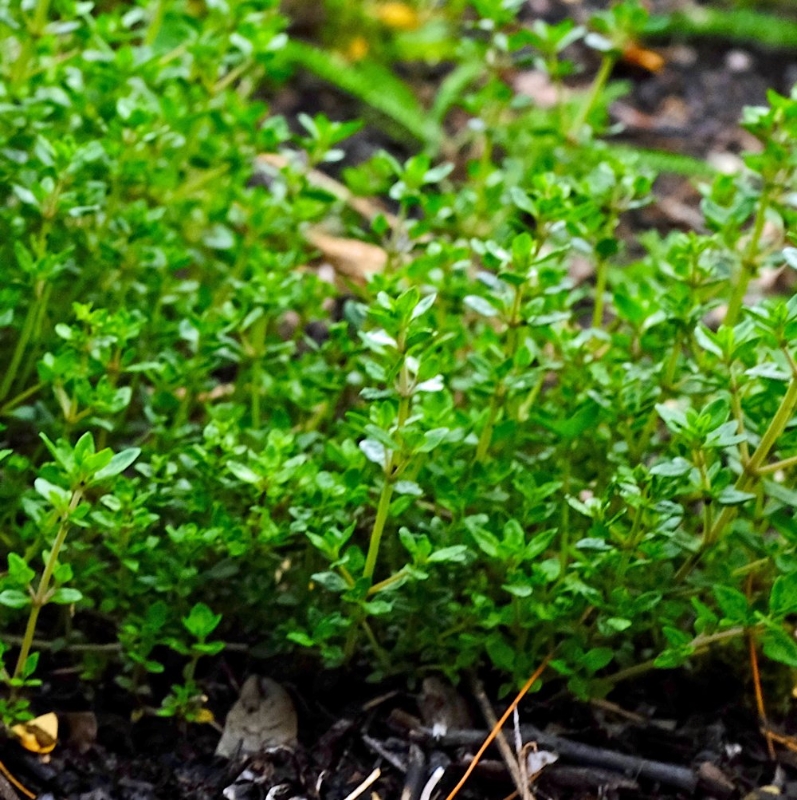 English Thyme Herb Plant is compact and woody with tiny green leaves and is deer resistant, heat tolerant, drought tolerant.