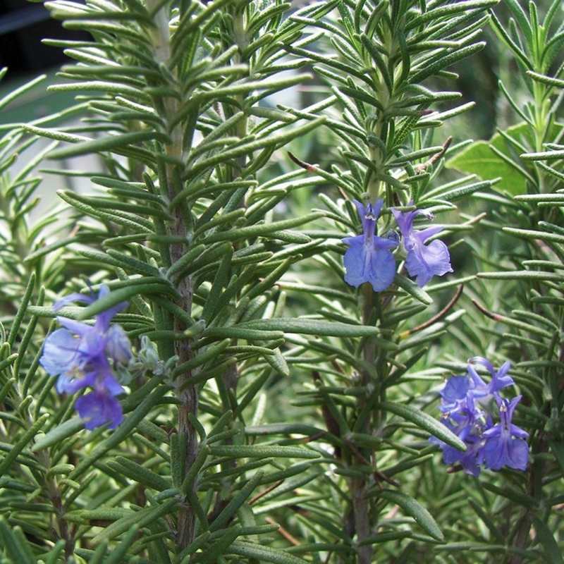 Tuscan Blue Rosemary Herb Plant has upright, woody stems and needle-like foliage, and is pollinator friendly and drought tolerant