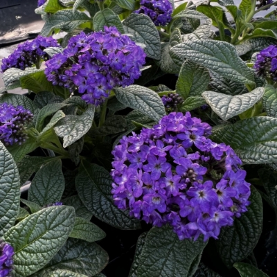 Fragrant Delight Heliotrope Plant