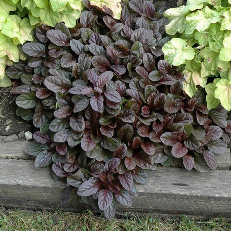 Picture of Mahogany Ajuga Plant