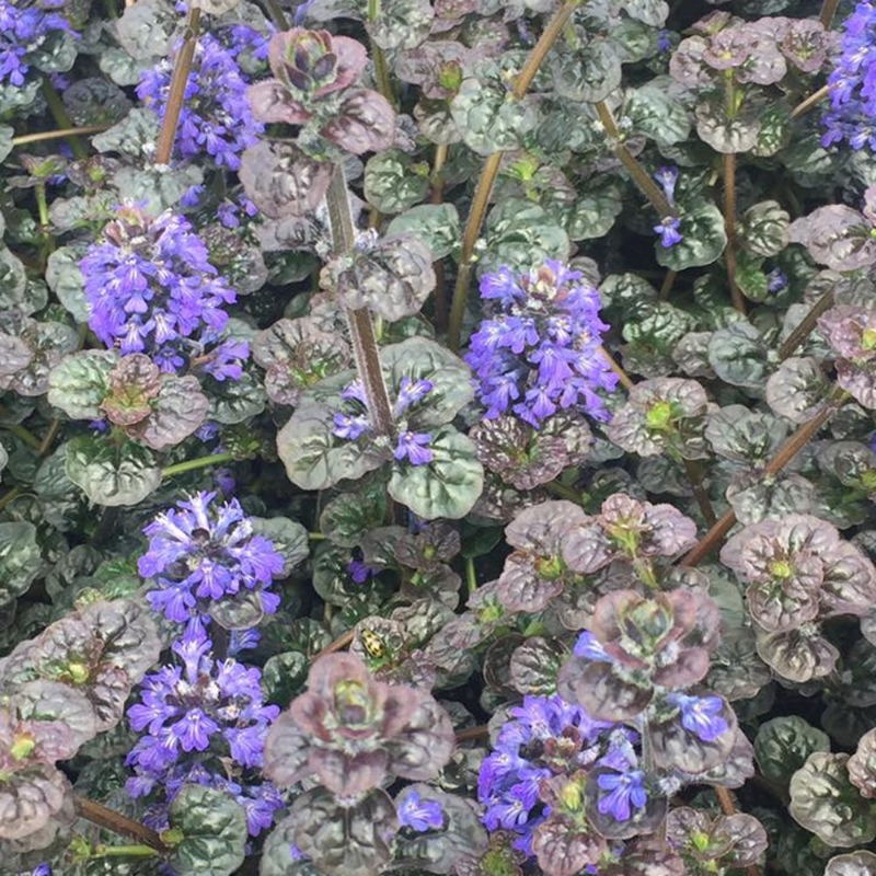 Picture of Metallica Ajuga Plant