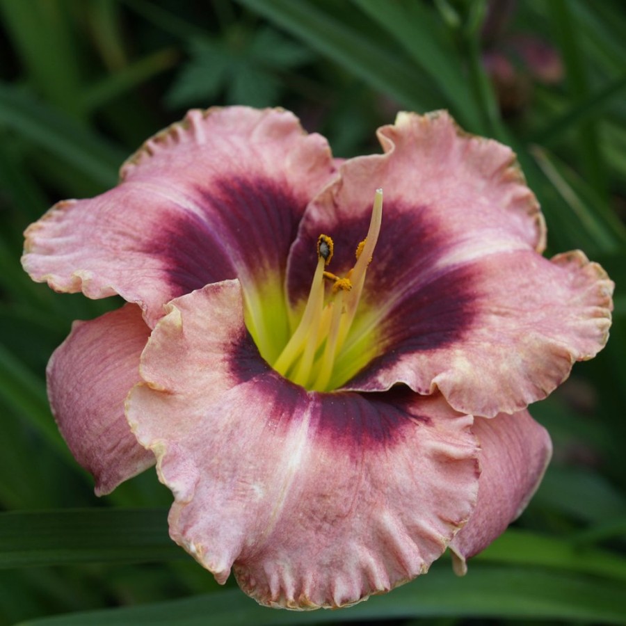 Picture of Daring Deception Hemerocallis Plant