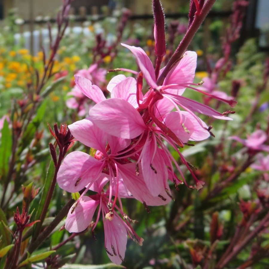 Picture of Passionate Blush Gaura Plant