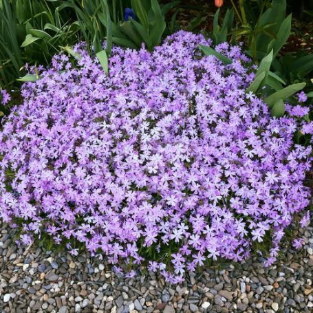 Picture of Blue Emerald Creeping Phlox Plant