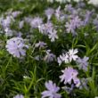 Picture of Blue Emerald Creeping Phlox Plant