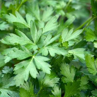 Flat Leaf Parsley Herb Plant has bright, smooth flat green leaves, butterfly friendly, deer resistant