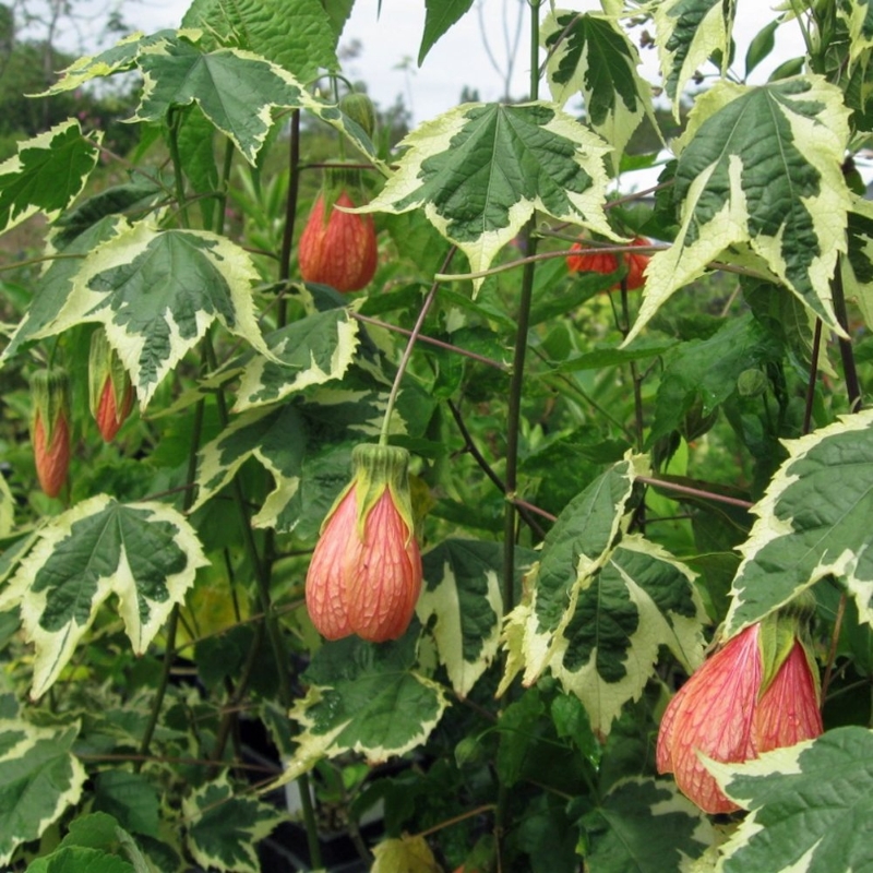 Picture of Souvenir de Bonne Abutilon Plant