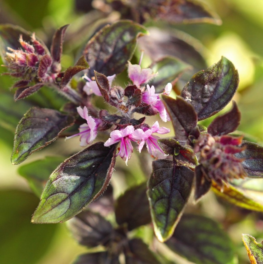 African Blue Basil Herb Plant, pollinator friendly, purple leaves