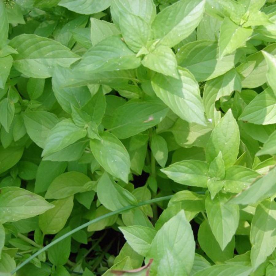 Lime Basil Herb Plant is compact with round, bright green leaves, pollinator friendly, deer resistant