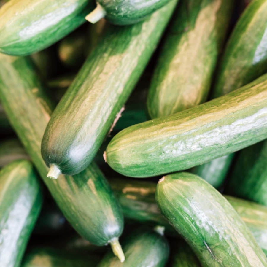 Sweet Slice Burpless Cucumber Plant, high yield, disease resistant