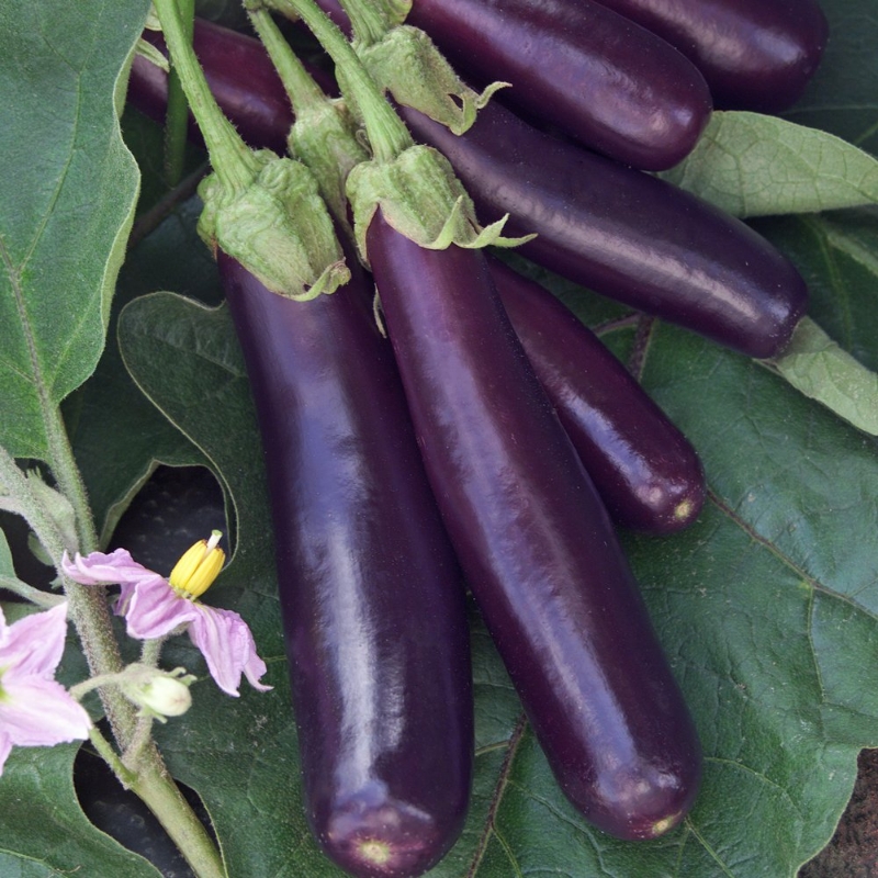 Hansel Eggplant Plant, high yield, fast growing