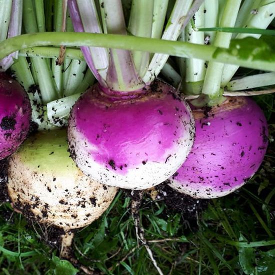 Picture of Purple Top White Globe Turnip Plant